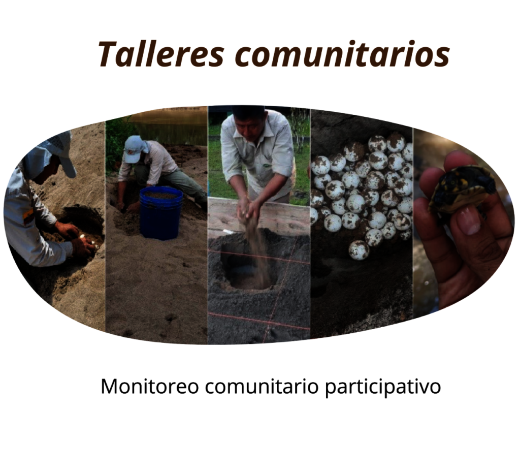 Saving Freshwater Turtles of the Amazon River