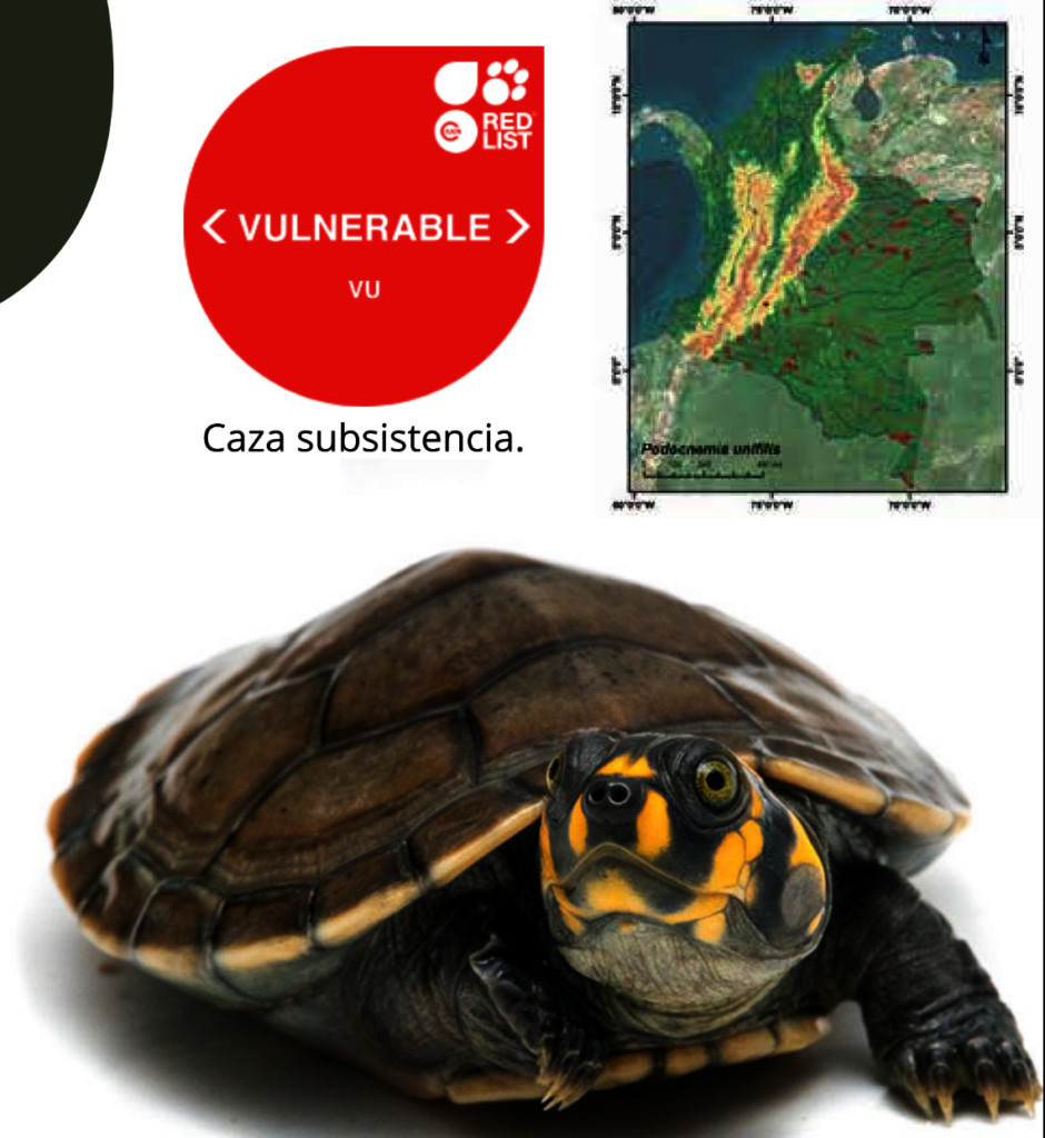 Saving Freshwater Turtles of the Amazon River