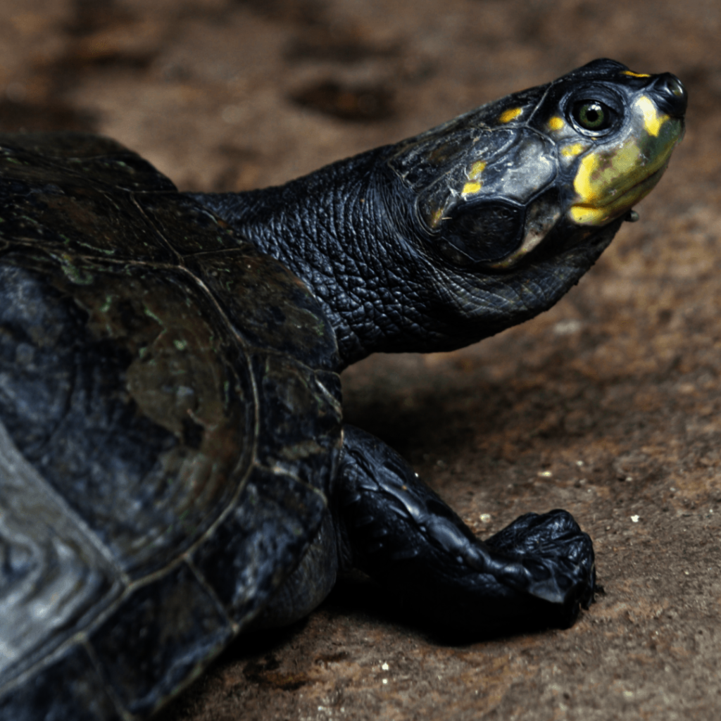 Saving Freshwater Turtles of the Amazon River