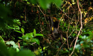 Magdelena Spider Monkey (critically endangered)