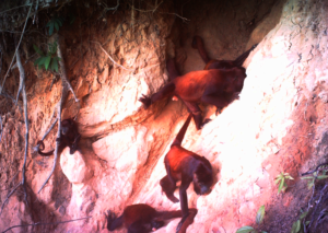Magdelena Spider Monkey troupe