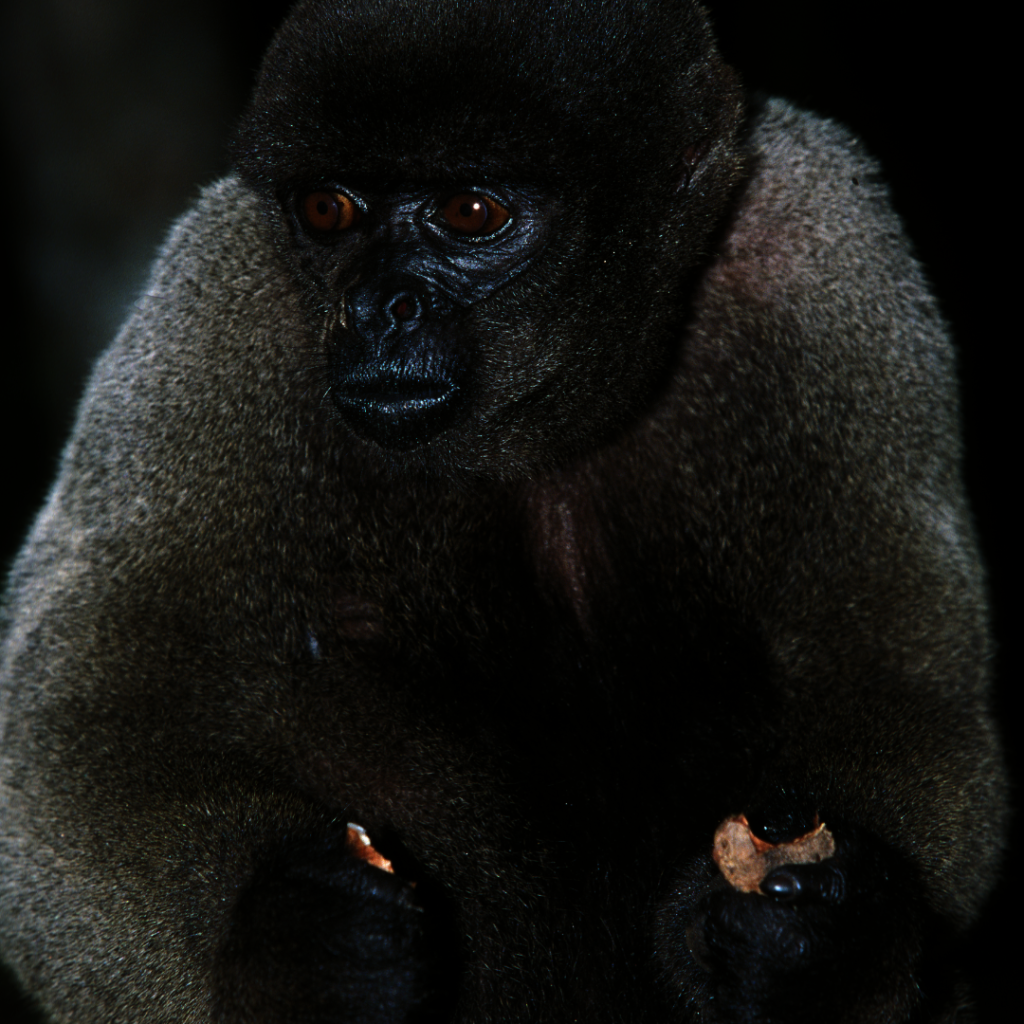 Help Women Scientists Saving Endangered Primates