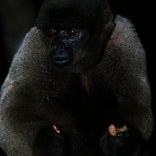 Colombian Wolly Monkey (Critically Endangered)
