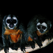 Brumback's Night Monkey