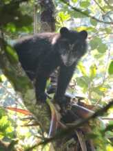 Spectacled Andean Bear Cub, W4C 2024