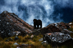 Spectacled bear - photo: W4C Leader Andrea Fuentes