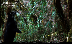 Andean Bear caught on camera!