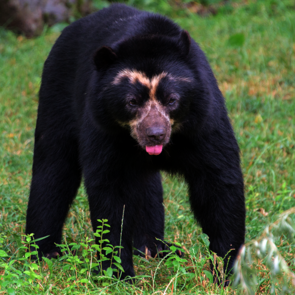 Community Conservation for Andean Bears in Bolivia