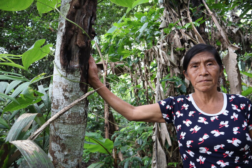 Awajun Women's Ancestral Medicine Revival
