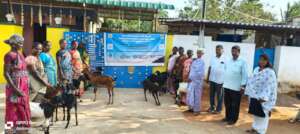 Distribution of goats to single women