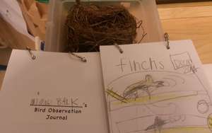 Kindergarteners Research Finches and Sparrows