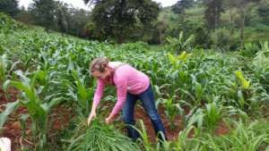 Working in the shamba