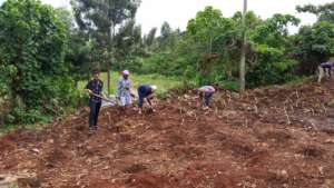 PSU students and CYEC planting napier grass