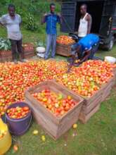 Bountiful tomato harvest!