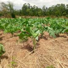 Greens with mulch