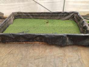 Azolla tank