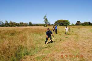 Youth cutting hay...