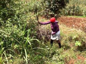 Cleaning in the shamba.