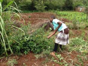 Working in the shamba