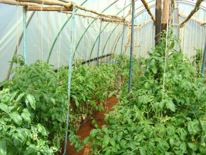 Tomatoes in the greenhouse