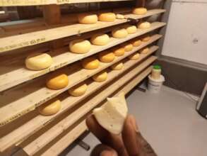 First round of Gouda made since dairy reopening
