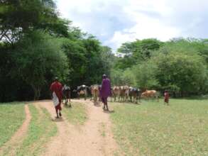 Maasai are mostly nomadic and herd cows