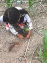 Reforestation