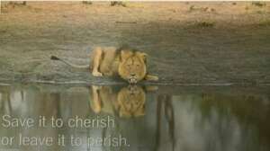 Save it to cherish it - Lions