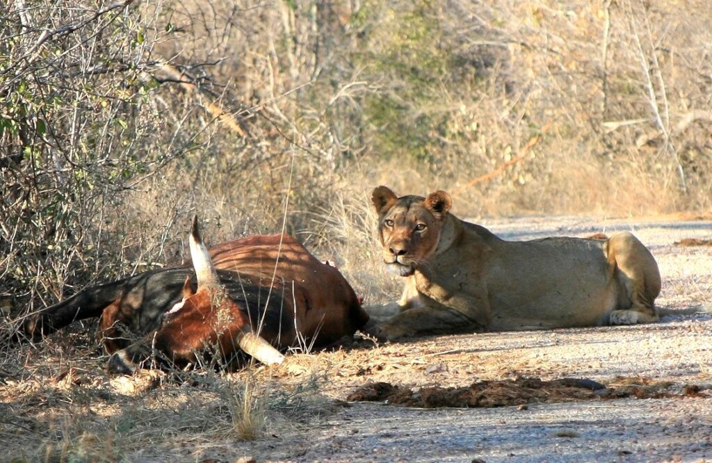 Help Protect Free Roaming Lions in Southern Africa