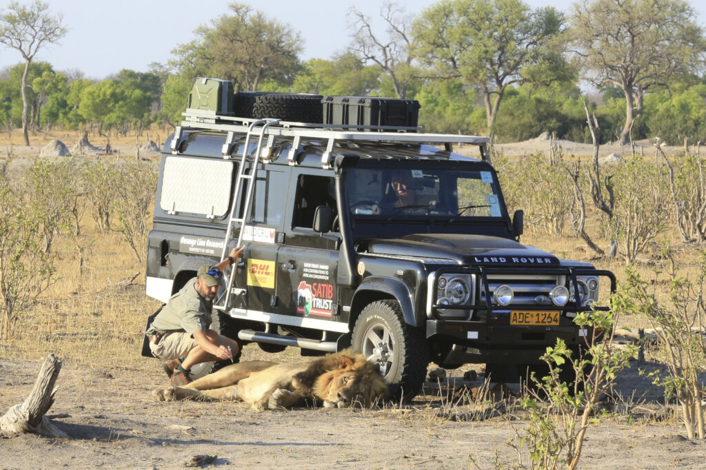 Help Protect Free Roaming Lions in Southern Africa