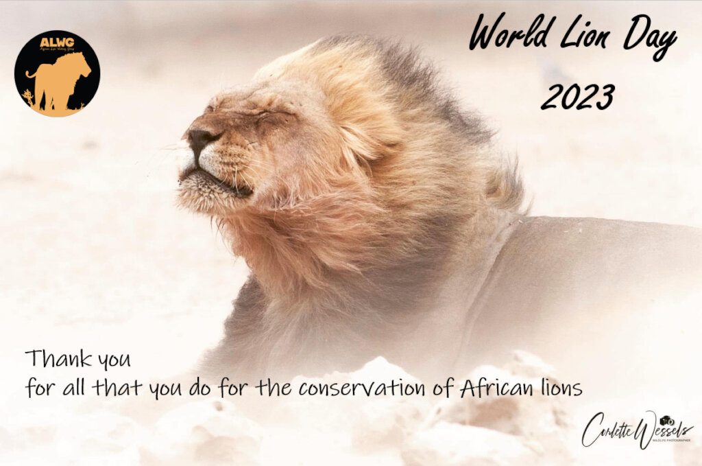 Help Protect Free Roaming Lions in Southern Africa