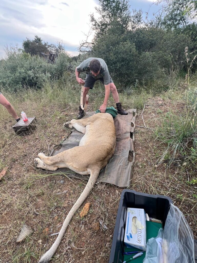 Help Protect Free Roaming Lions in Southern Africa