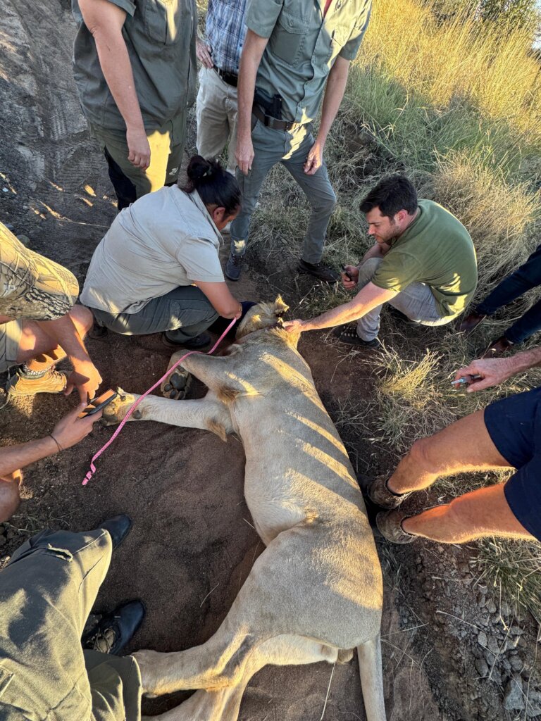Help Protect Free Roaming Lions in Southern Africa