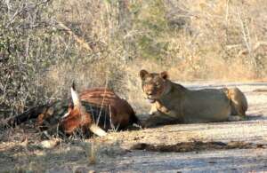 Lion taking community livestock