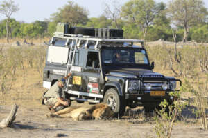 Lion being collared by SACT