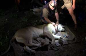 Night darting KNP Marakele GR