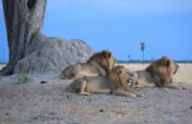 Help Protect Free Roaming Lions in Southern Africa