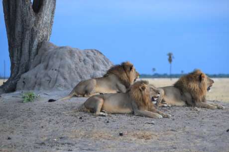 Help Protect Free Roaming Lions in Southern Africa