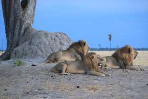 Help Protect Free Roaming Lions in Southern Africa