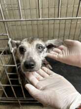 Another one of the dogs