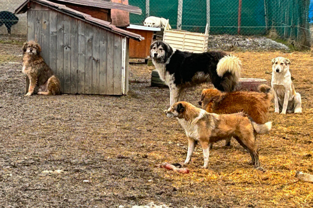 Improve conditions for the animals in our care