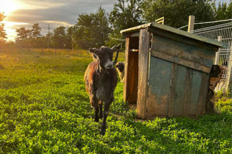 Improve conditions for the animals in our care