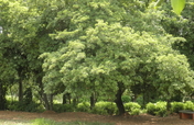 Plant native trees in 100 village in India.  
