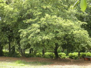 Plant native trees in 100 village in India.