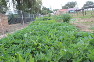 Sweet Potatoes lurching at the RCCA Nursery Site