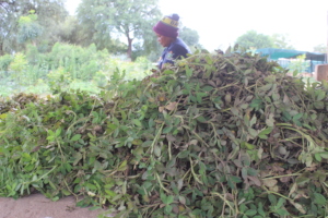 Mama Marie picking groundnut at RCCA Nursery Site