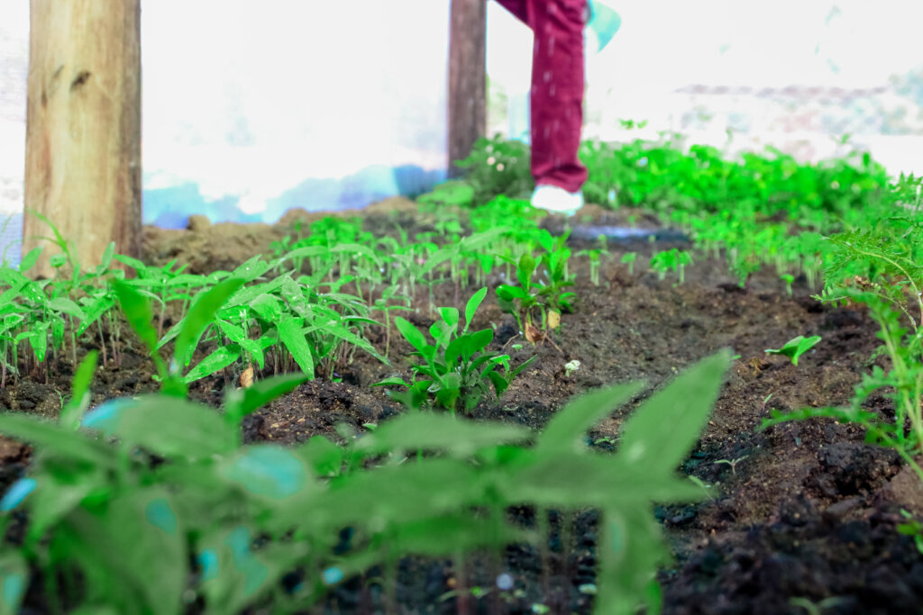 Empower refugees in Zimbabwe to plant 50,000 trees