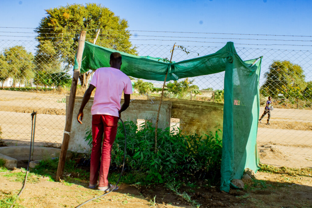 Empower refugees in Zimbabwe to plant 50,000 trees