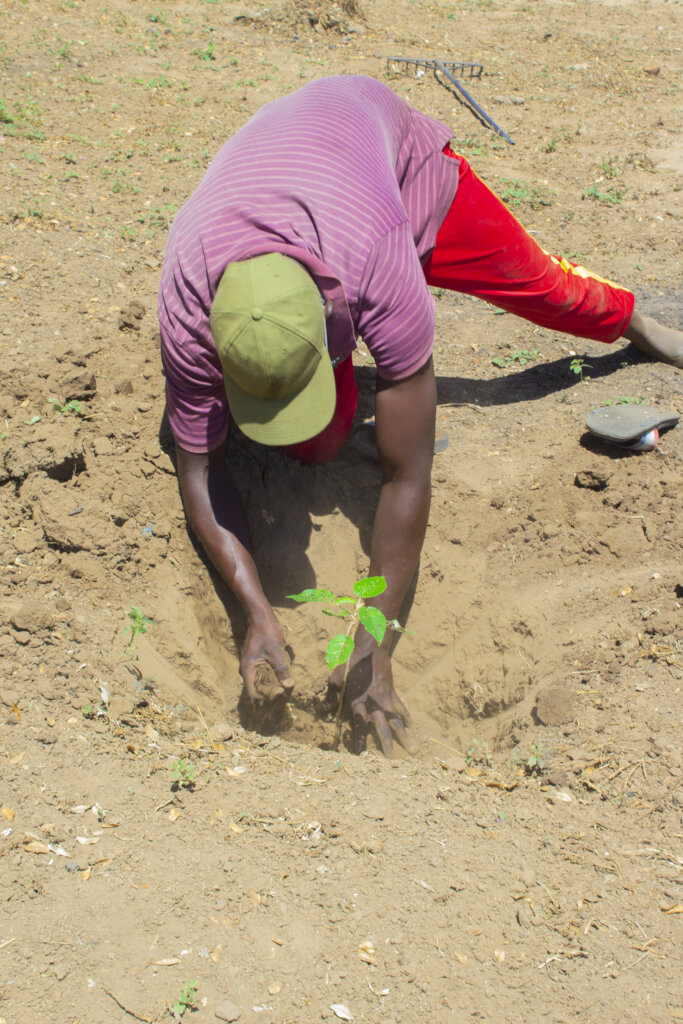 Empower refugees in Zimbabwe to plant 50,000 trees