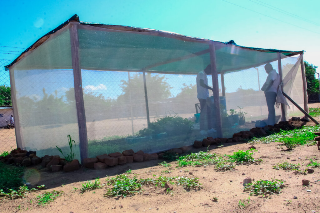 Empower refugees in Zimbabwe to plant 50,000 trees